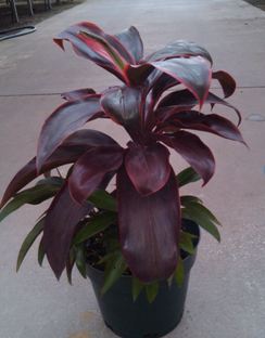 Ruby Cordyline